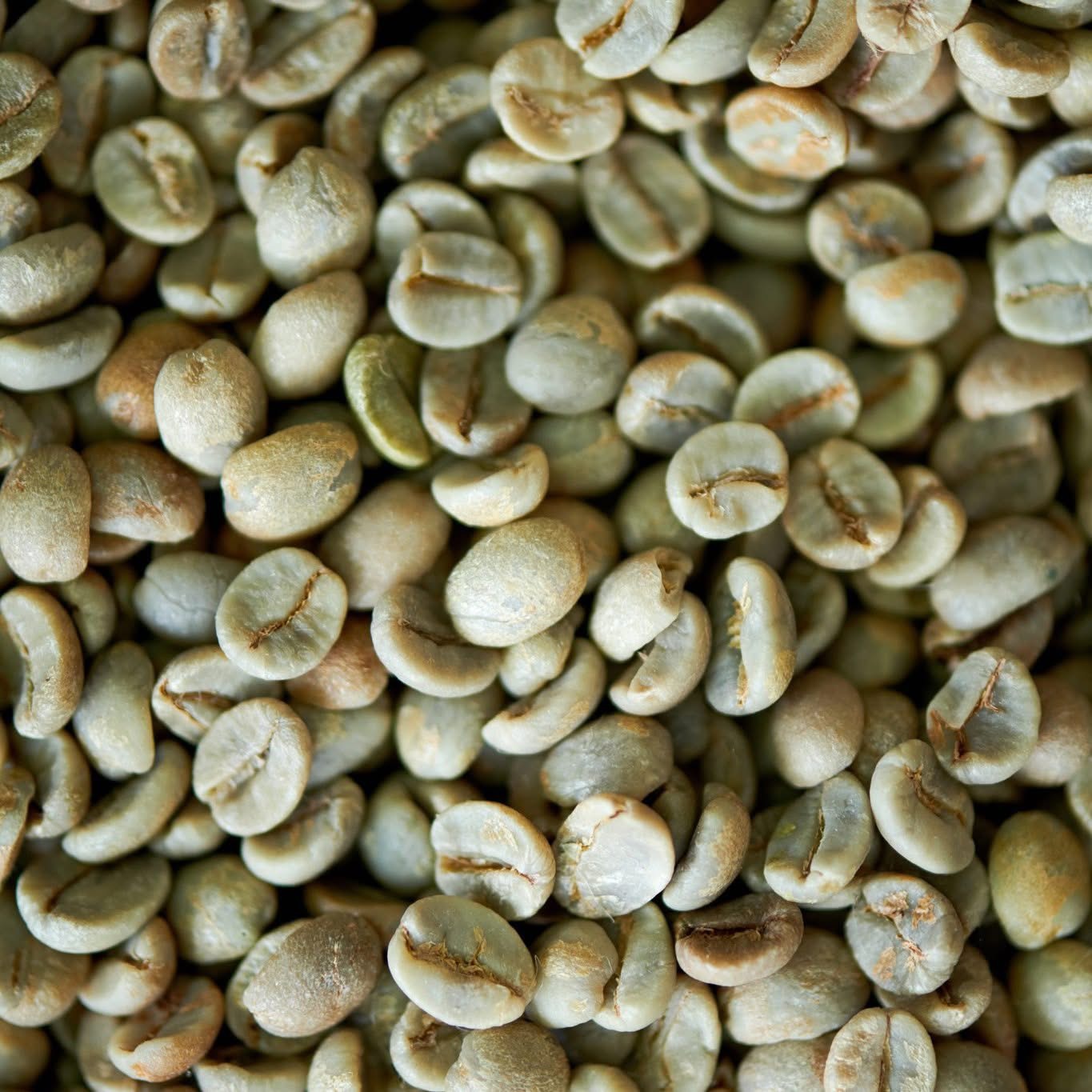 Chicchi di caffè verde